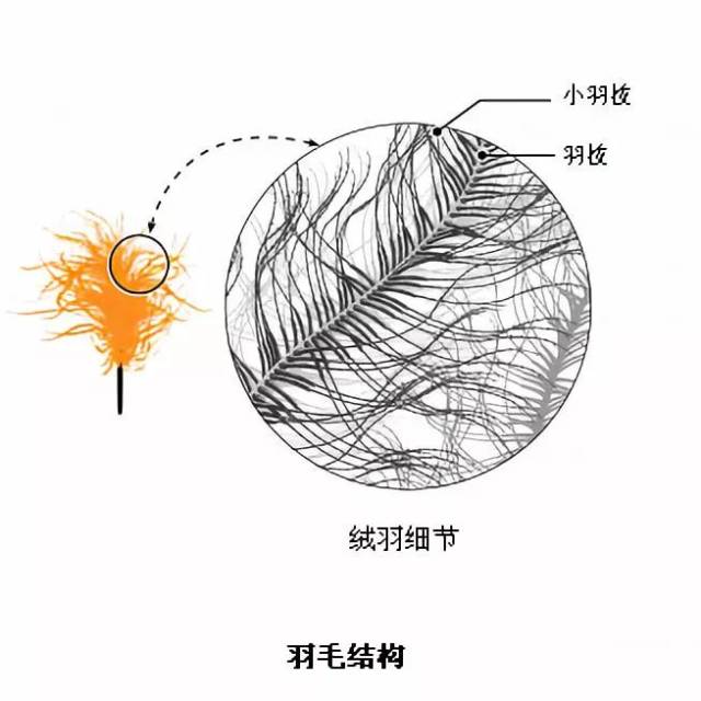 鸟类羽毛结构图片