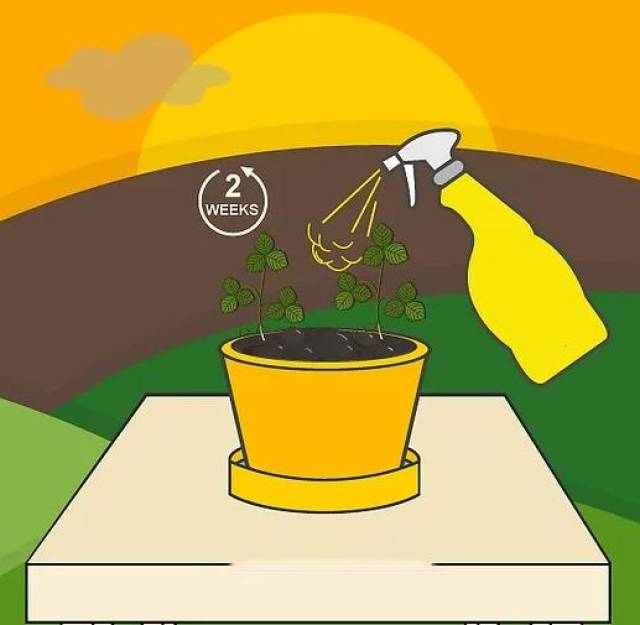 现在栽下,来年夏天全家吃上草莓!