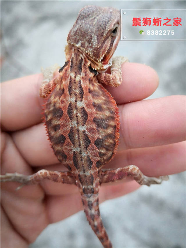 鬃狮蜥的基因有白指甲,皮革,果冻,dunner,zero,wit