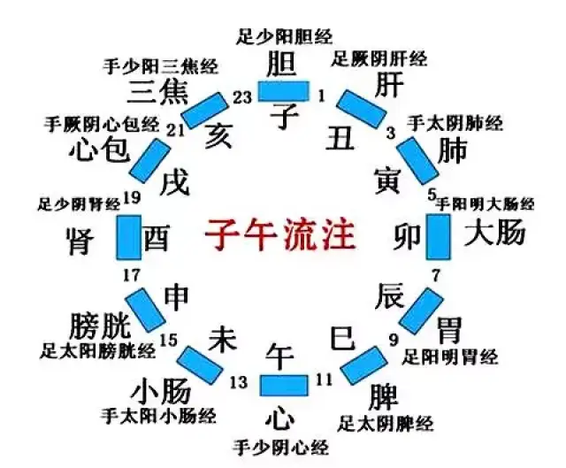 人體經絡十二時辰養生法肝膽肺大腸脾胃篇