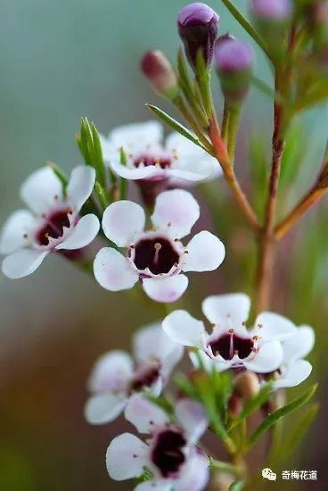 花期:一年四季花语:高洁,坚贞科属:桃金娘科风蜡花属又名:蜡花,淘金彩