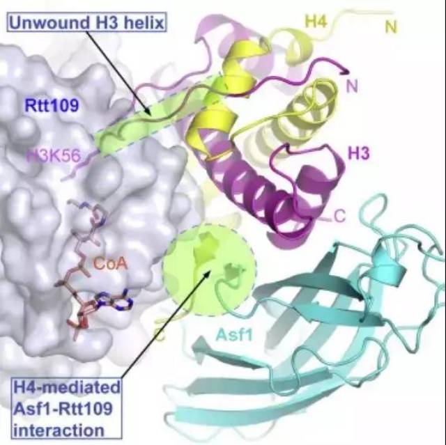 回顾| 2018年表观遗传学亮点研究(下)