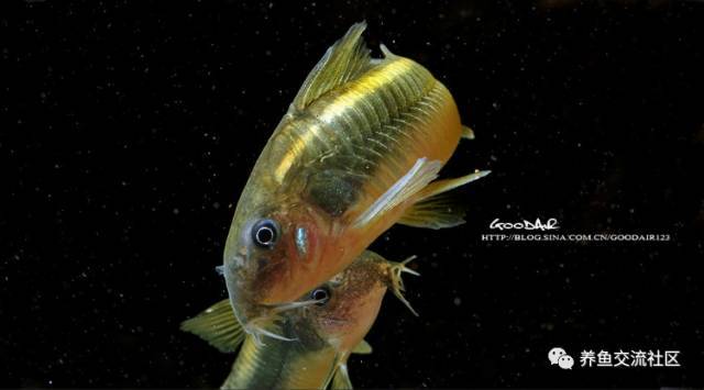 金线绿鼠(金线型)