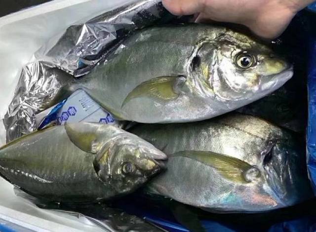 南沙这里有来自600公尺海底的野生深海鱼,漂洋过海来看你