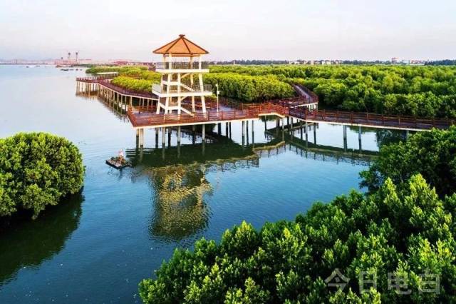 电白水东湾红树林湿地被评为"广东十佳观鸟胜地"!