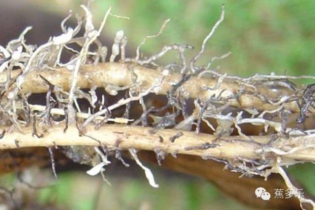 3分钟掌握香蕉"根结线虫"防治要点,更有高清图谱