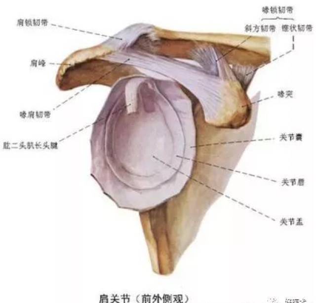 盂肱關節 (三)韌帶:有保護關節穩定的功能 1,喙肱韌帶:起於喙突下,向