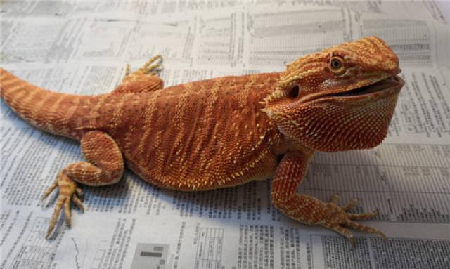 鬃狮蜥的基因有白指甲,皮革,果冻,dunner,zero,wit