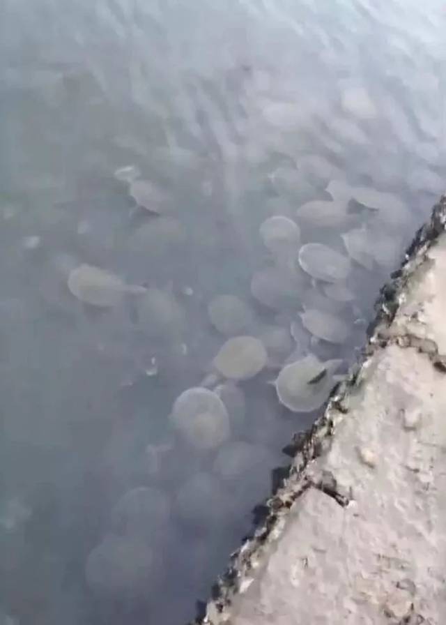 开发区夹河里的老鳖泛滥成灾,这是什么情况!