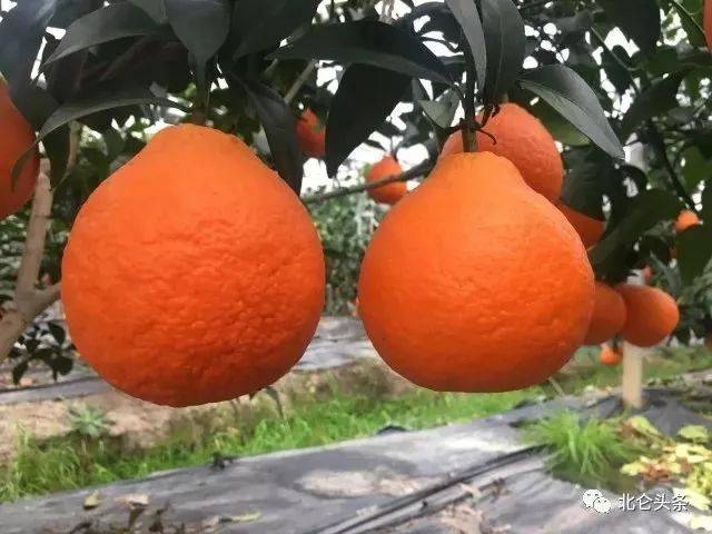 红美人是桔子和橙子杂交的杂柑类品种,既有桔子的特点,也有柑类橘子