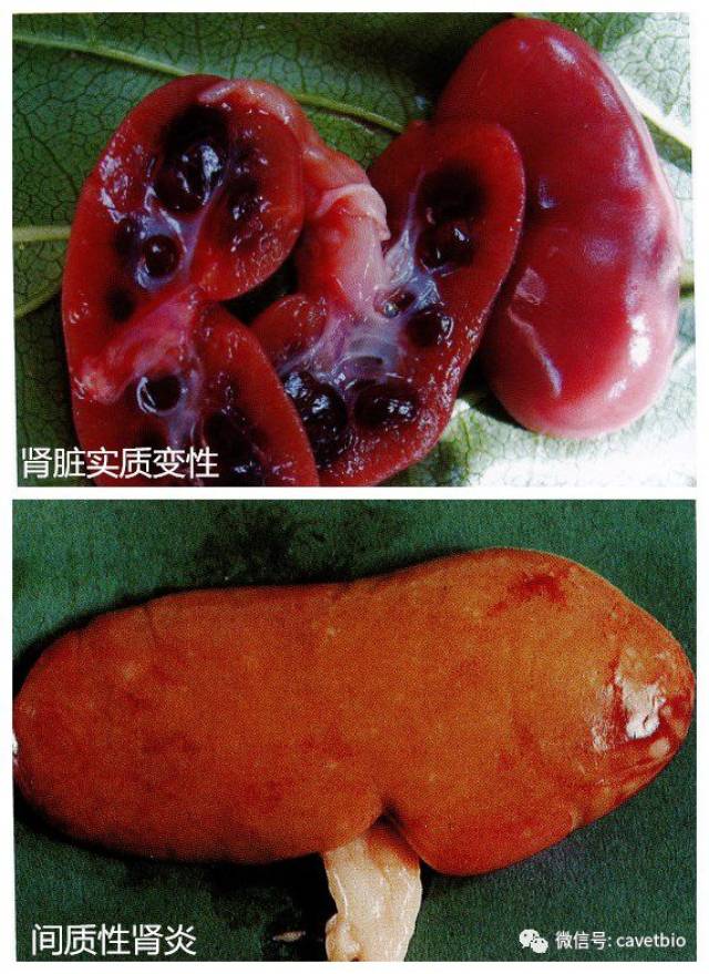 【动物疫病】钩端螺旋体病