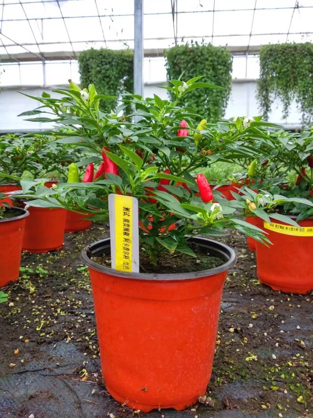 【盆栽新宠】观赏辣椒——为您的2019加把火