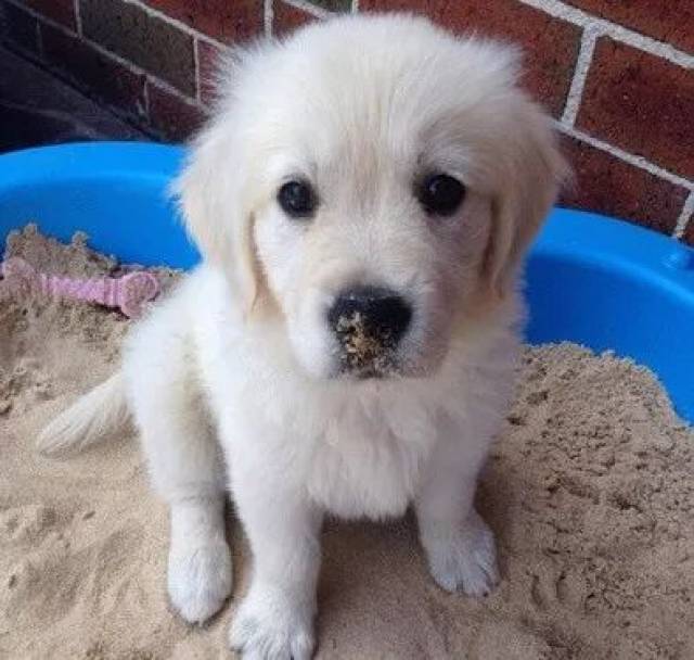 狗,因为刚买回来的时候毛发发白,所以主人给它起名字叫白珍珠~这个