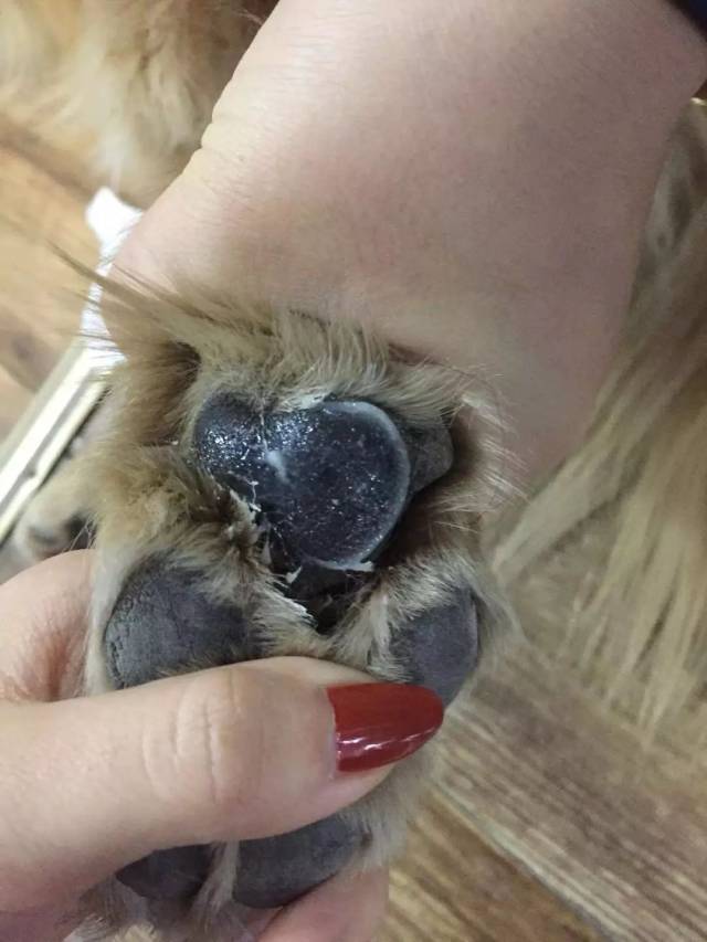 小金毛鼻头干裂,主人带去医院花了几千块检查竟没毛病?