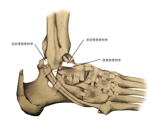 这种损伤 主要涉及踝关节前,外侧和后侧的几条韧带撕裂