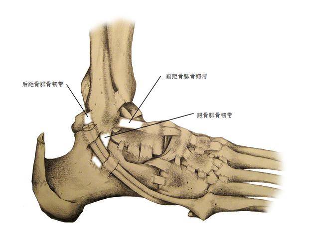 脚部解剖图韧带图片