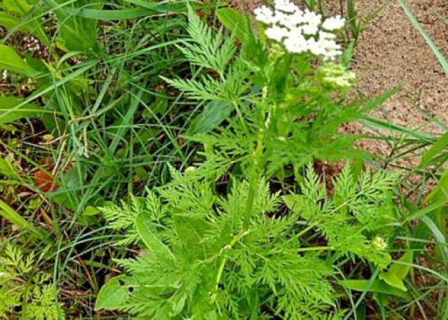 农村这种称"蛇床"的野草,名字虽然有点吓人,但却是一味好药