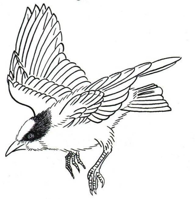 黑脸山雀白描画图片欣赏