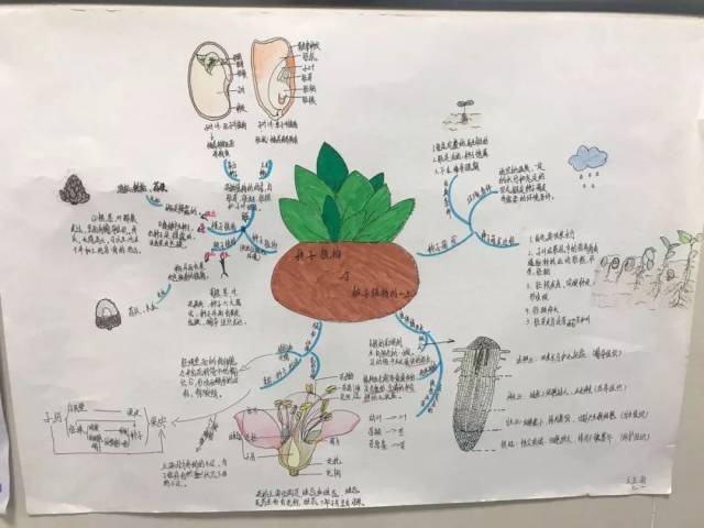 植物根的生长思维导图图片