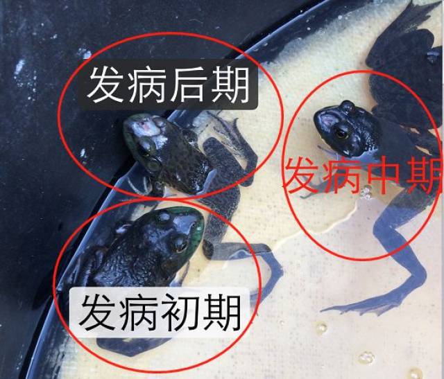 2,牛蛙破头病病因:根据养殖户的用药习惯及发病情况,有两种可能性