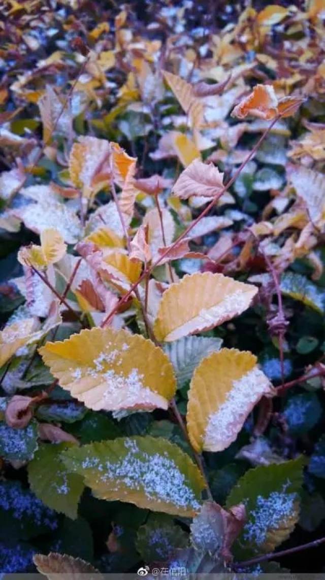 今年还有三场雪!
