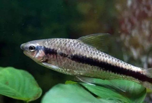 常见的鱼缸清洁鱼