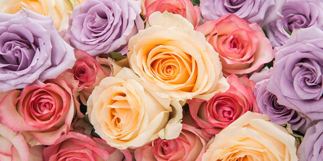 【50种鲜切花花语大全】