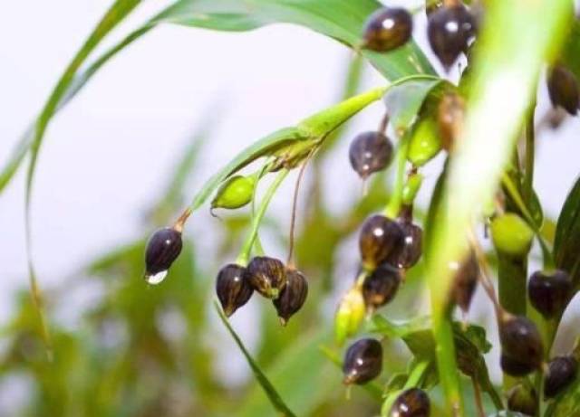 农村野草"来尿珠",原来价值那么高