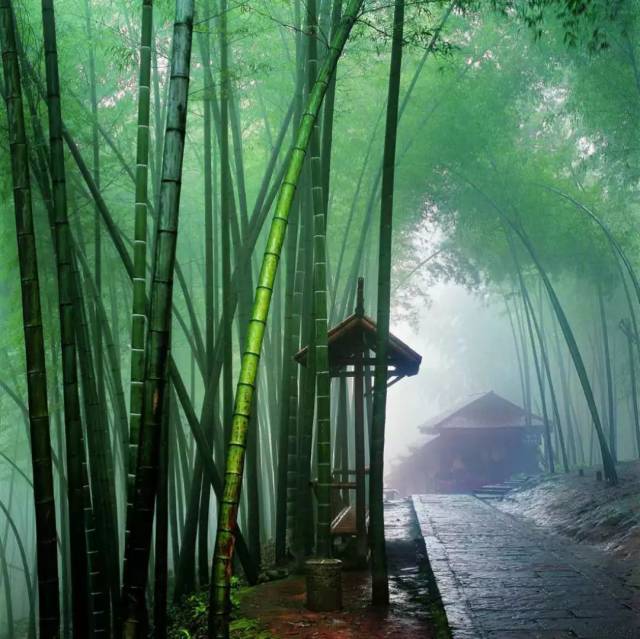 竹林漫步,没有什么比穿的暖暖和和地走在竹林间更让人愉悦了,在翡翠