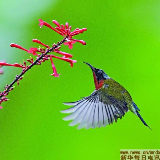 叉尾太阳鸟又名亚洲蜂鸟,是福州特有的"明星鸟".新华社记者梅永存摄