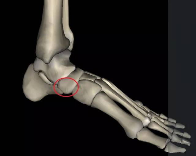 但是既然评测,我就分享一下我的感受:脚部的足舟状骨(如图所示)靠内侧