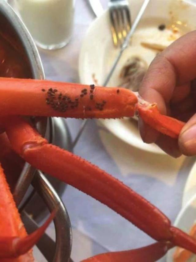 吃了一半的雪蟹腿上覆盖着一排黑色颗粒物体,大家怀疑是虫卵未被清理