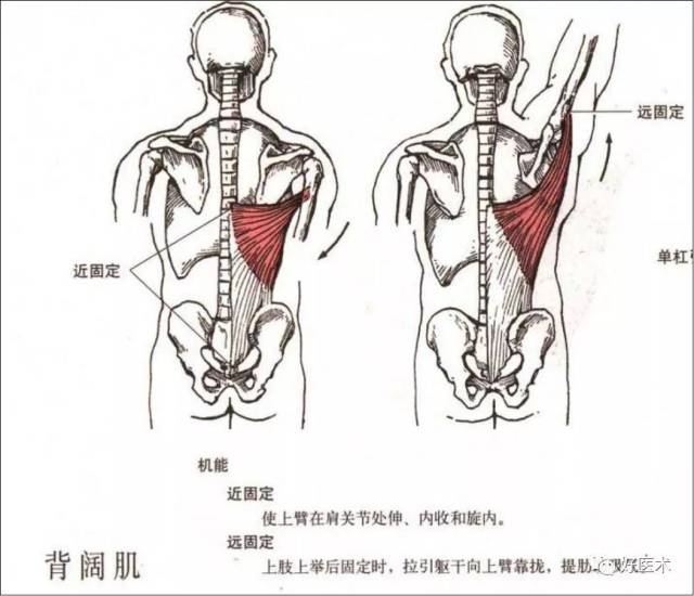 [康知了]【收藏】最全肩關節解剖及查體方法彙總