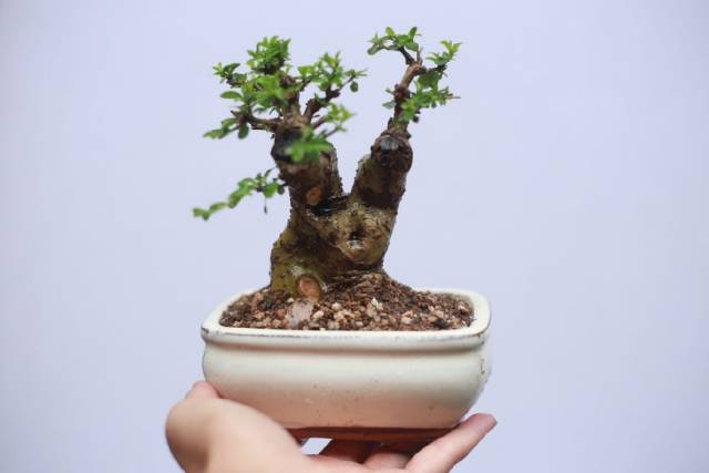 当然,现在玩盆景都喜欢做提根盆景和八方根盆景,上图这盆白蜡微型盆栽