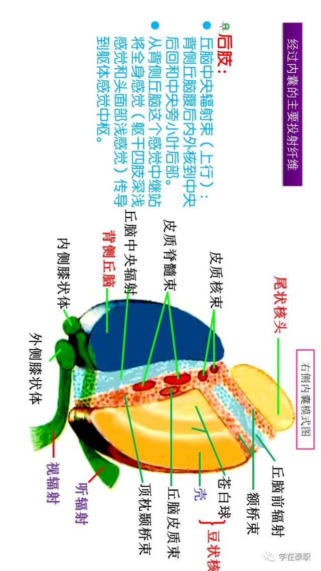 康复应用解剖:脑卒中解剖基础