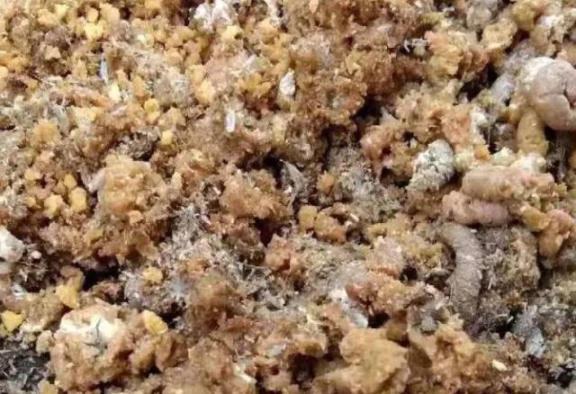 母猪脱霉剂：净化饲料的守护者