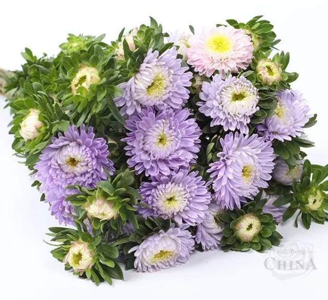 本周特惠 | 翠菊全系 每束仅售16元 这样的新年特惠不得不拿!