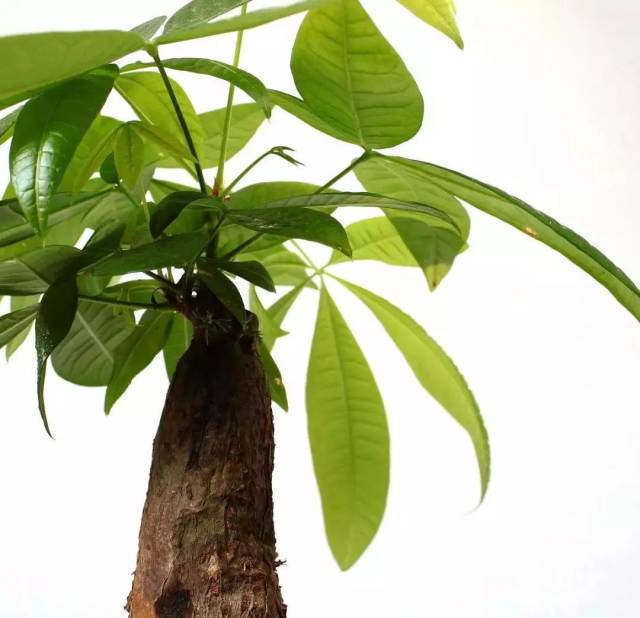 12生肖专属转运植物,你的是哪一株?