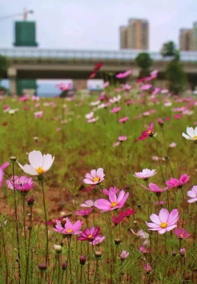 宁德市区又惊现大面积波斯菊花海,正值花期,地点就在