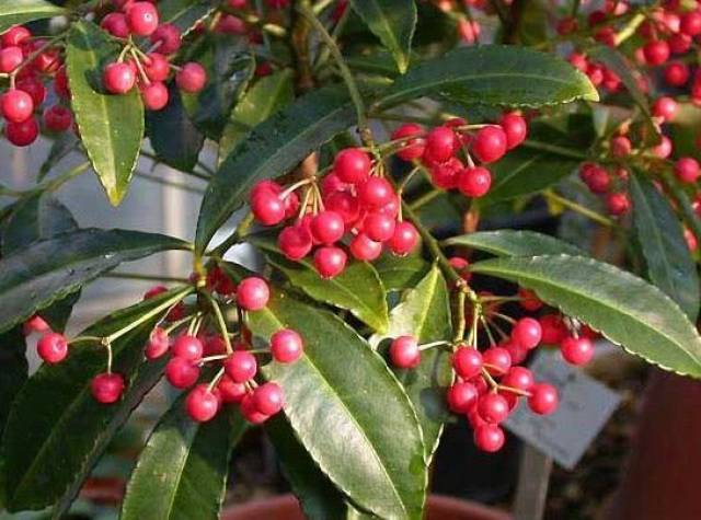 很相像的,今天为大家介绍一种和樱桃长得很相像的小野果,它就是紫金牛