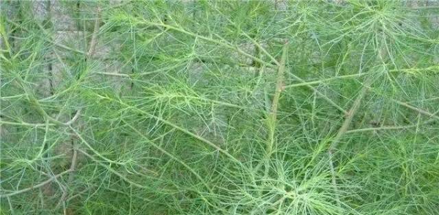 在农村,最奇怪的"四大野菜",营养丰富却鲜为人知