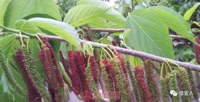 无花果波姬红什么时候成熟
