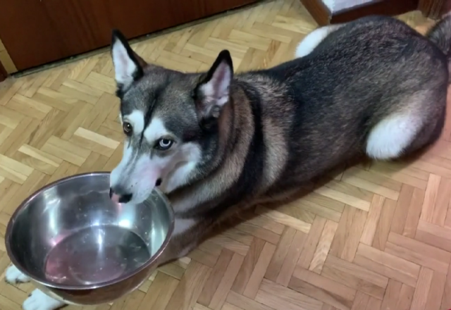 哈士奇学会讨饭技能,叼饭盆守在厨房门口不走,狗:给点吃的吧
