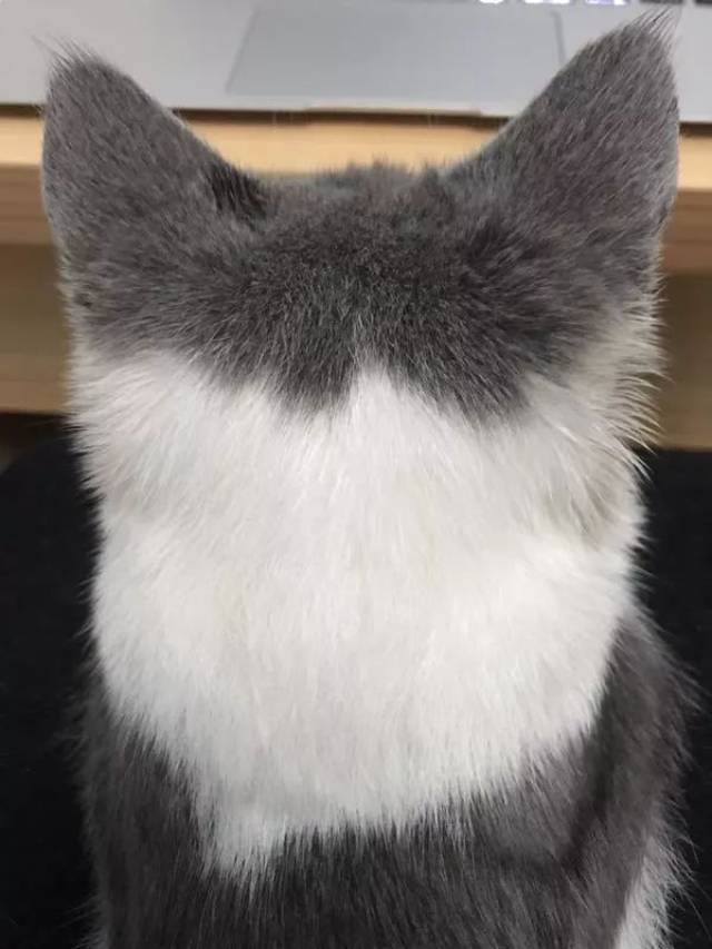 猫咪的后脑勺为什么这么萌!萌!萌!