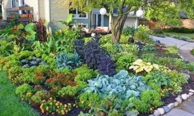 合理规划,菜园变花园不是梦!