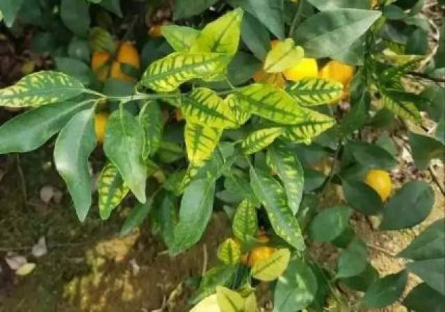 砂糖橘沃柑柑橘黄化是什么原因怎么治理