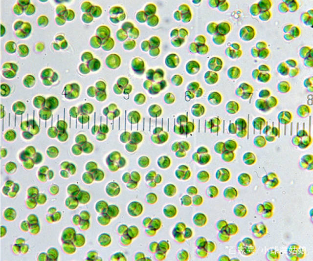 小球藻与螺旋藻有什么区别?