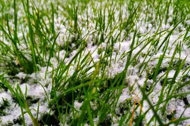 【实拍雪景】益阳偷偷下雪了!未来还有大雪!