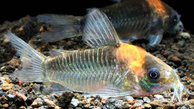 158个鼠鱼品种图鉴大全分享,看呆了!必须收藏!