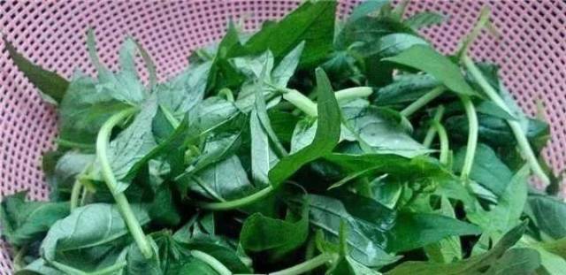 在农村,最奇怪的"四大野菜",营养丰富却鲜为人知
